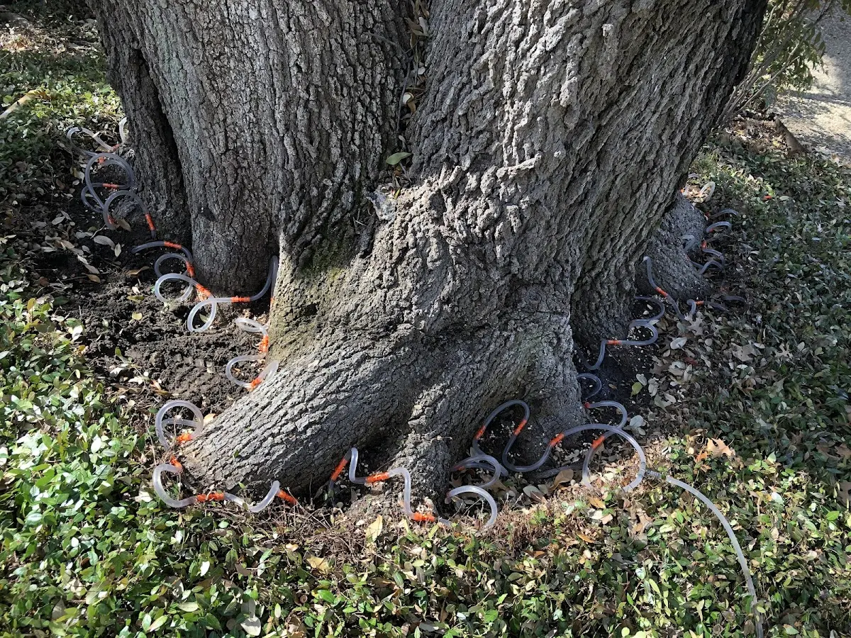 Detailed Tree Cabling and Bracing job site in White City
