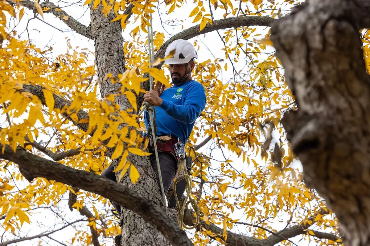 Skilled Tree Planing crew working in White City